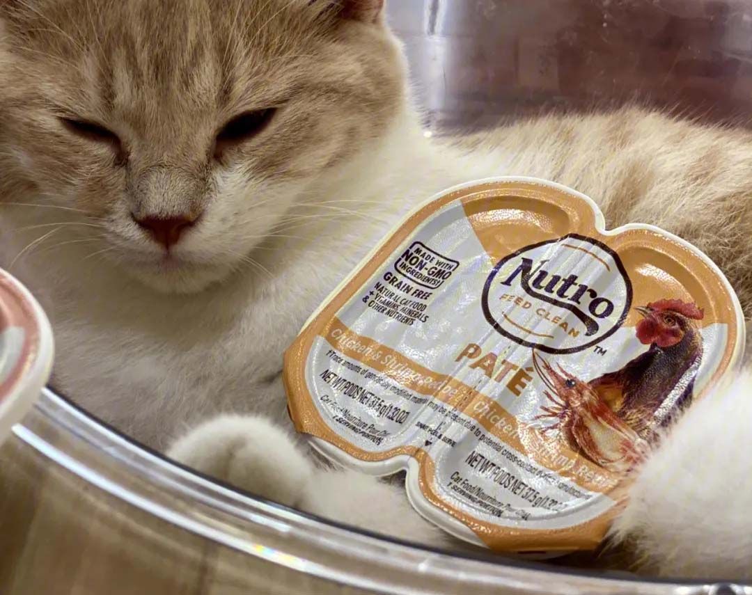 1730095178414035.jpg 猫罐头01.jpg