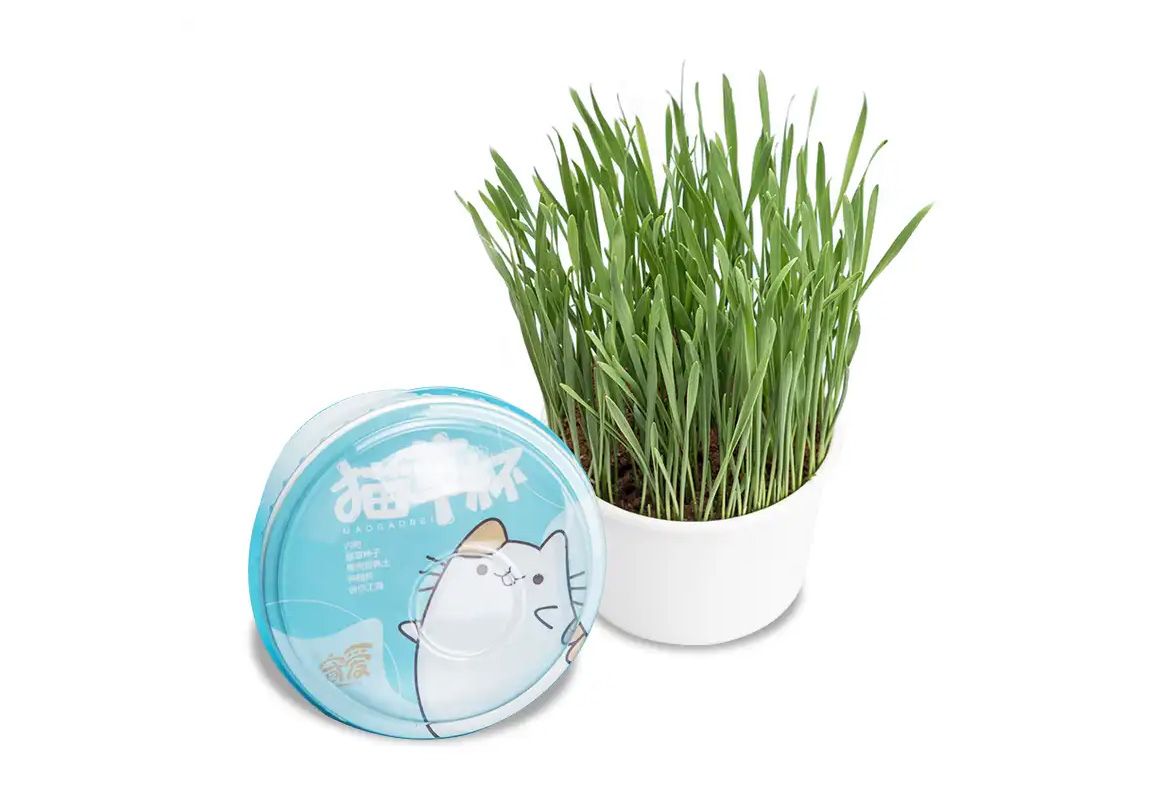 1742971021410601.jpg 猫草杯01.jpg